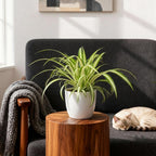 2× Chlorophytum comosum Variegatum (Grünlilie) im weißen dekorativen Tontopf – Ø 12 cm, 20 cm hoch