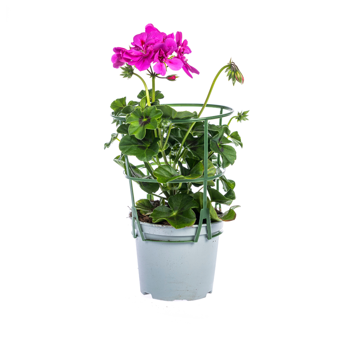 Pelargonium 'Peltatum Violet' (geranium) – 8 plants, Ø12 cm, 20 cm high – photo 2