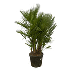 Chamaerops humilis multi-stem (dwarf palm) – Ø50 cm, 220 cm high