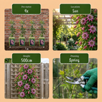 Passiflora 'Victoria' (passiebloem) – rood-roze – 6 planten, Ø9 cm, 35 cm hoog