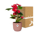 Anthurium Red 12 cm i ELHO Vibes Fold 14 cm pink (brændende kærlighed) – 40 cm høj