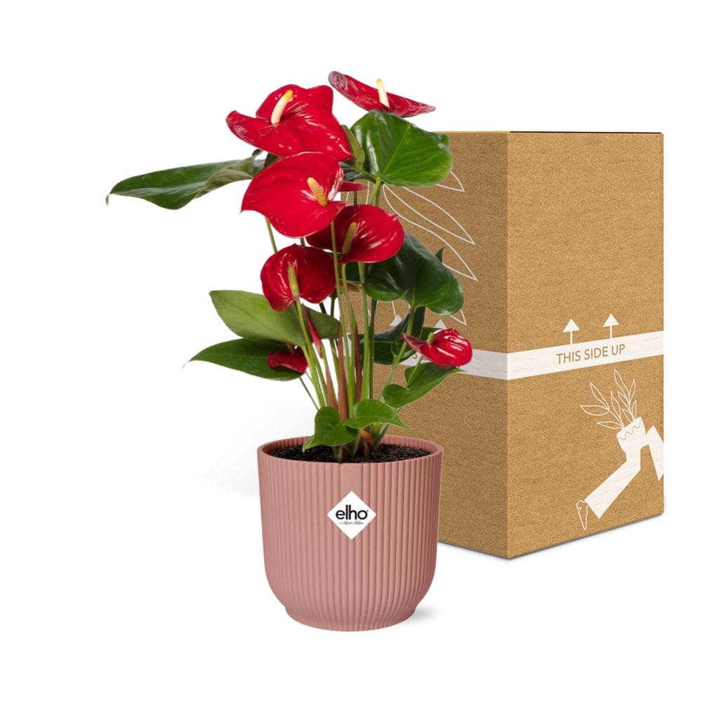 Anthurium Red 12 cm i ELHO Vibes Fold 14 cm pink (brændende kærlighed) – 40 cm høj