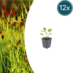 Sanguisorba o. 'Tanna' (achillée à feuilles étroites) – 12 plantes, Ø9 cm, 10–25 cm de haut