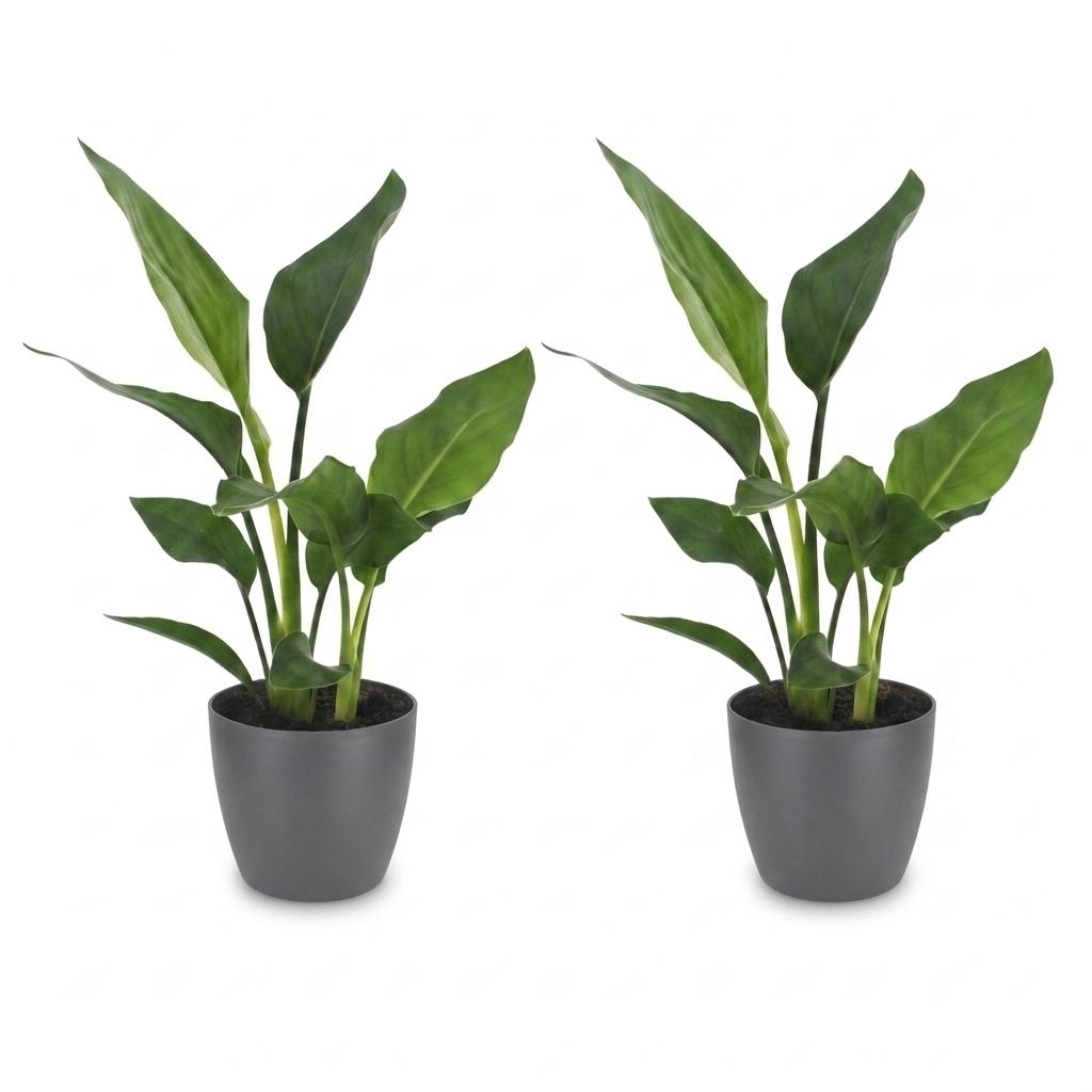 2× Strelitzia reginae (Paradiesvogelblume) im grauen Übertopf – Ø 12 cm, 35 cm hoch – Bild 2