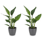 2× Strelitzia reginae (Paradiesvogelblume) im grauen Übertopf – Ø 12 cm, 35 cm hoch