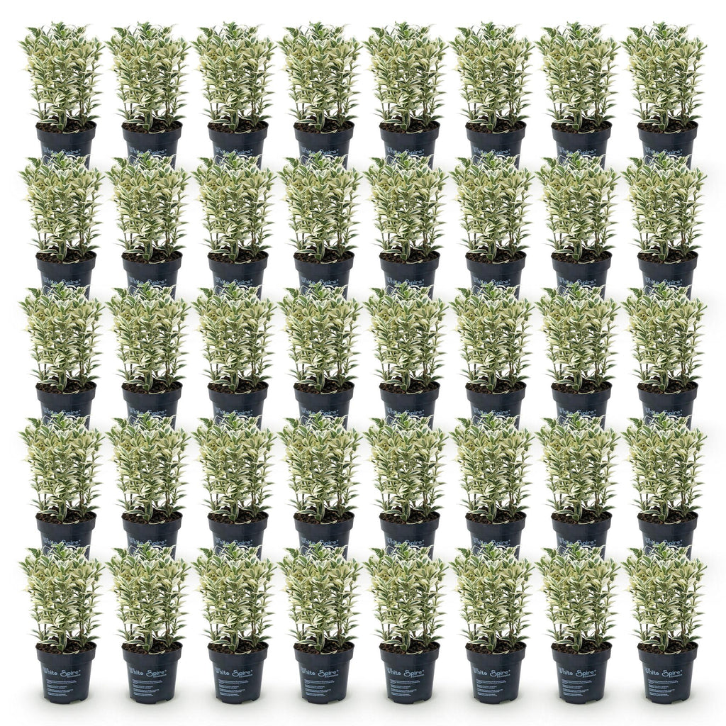 Euonymus japonicus 'White Spire' (osmanthus du Japon) – blanc – 40 plants, Ø9 cm, 20–30 cm de haut – photo 2