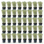 Euonymus japonicus 'White Spire' (osmanthus du Japon) – blanc – 40 plants, Ø9 cm, 20–30 cm de haut
