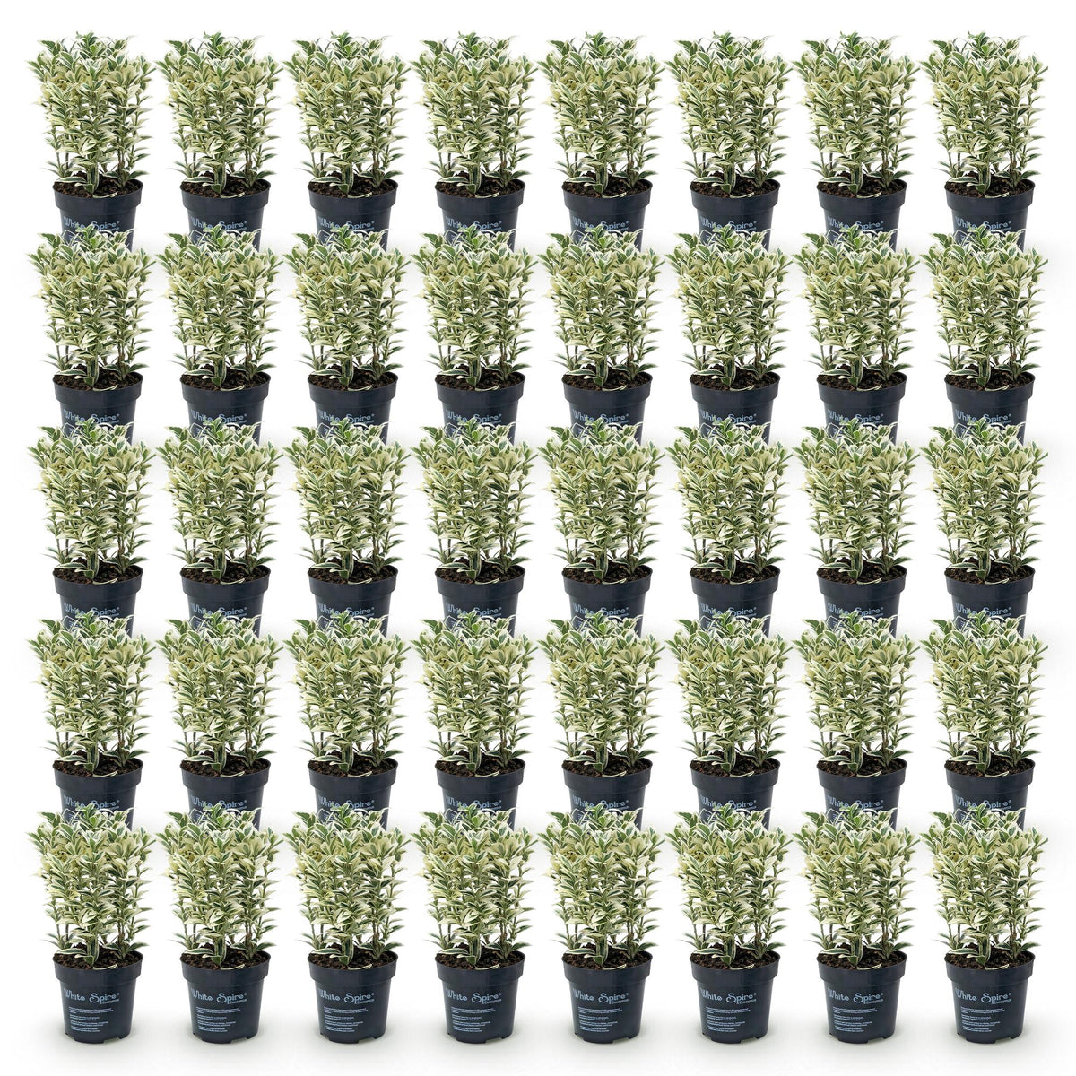 Euonymus japonicus 'White Spire' (osmanthus du Japon) – blanc – 40 plants, Ø9 cm, 20–30 cm de haut – photo 2