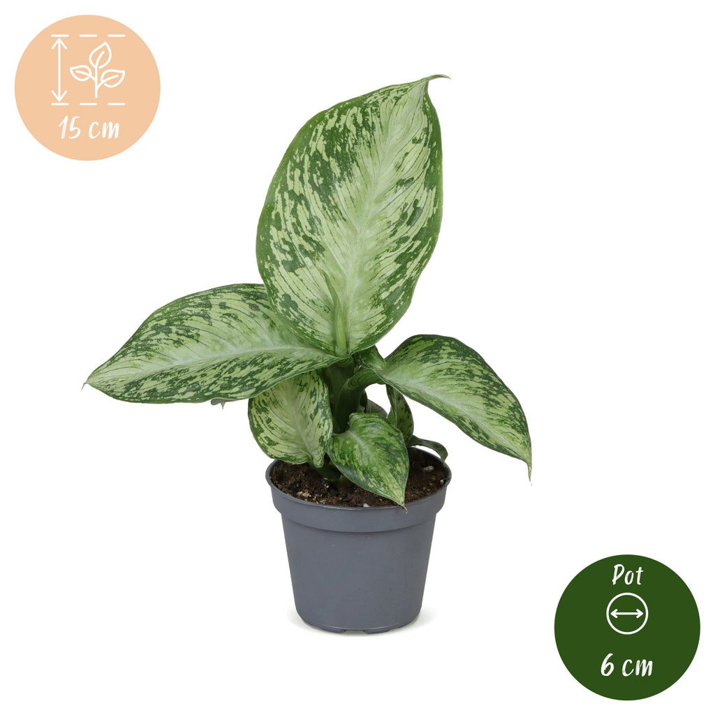 Dieffenbachia Snow – Ø6 cm, 15 cm de haut