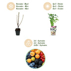 Himbeere (Rubus idaeus) – 8 Pflanzen, Ø9 cm, 35 cm hoch