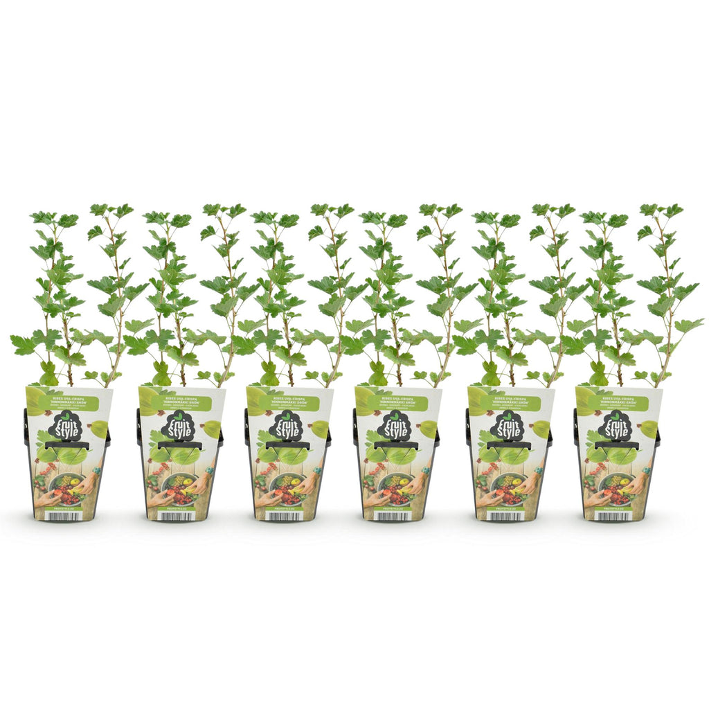Ribes uva-crispa 'Hinnonmaki Grun' (ribes noir) – 6 plants, Ø9 cm, 35 cm de haut – photo 2