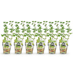 Ribes uva-crispa 'Hinnonmaki Grun' (ribes noir) – 6 plants, Ø9 cm, 35 cm de haut