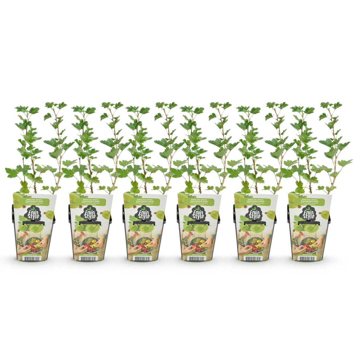 Ribes uva-crispa 'Hinnonmaki Grun' (kruisbes) – 6 planten, Ø9 cm, 35 cm hoog
