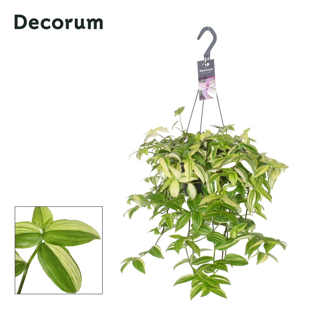 Tradescantia Yellow Hill – Ø17 cm, 40 cm hoog