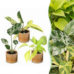 3× Baby Plants Tropical Mix incl. Linnea Honey – Ø6 cm, 10–15 cm tall