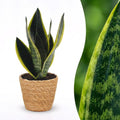 Sansevière Future Superb (langue de belle-mère) avec panier – Ø12 cm, 35 cm de haut