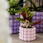 Set de plantes Poppy Mix – Ø6 cm, 7 cm de haut
