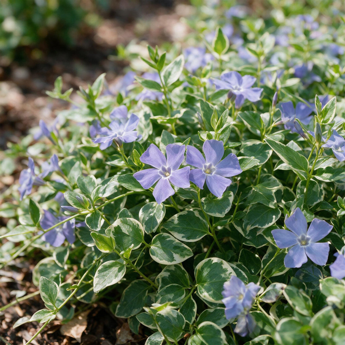 Vinca major variegata (Gewöhnlicher Efeu-duft) – blau – 24 Pflanzen, Ø 11 cm, 15–25 cm hoch – Bild 5