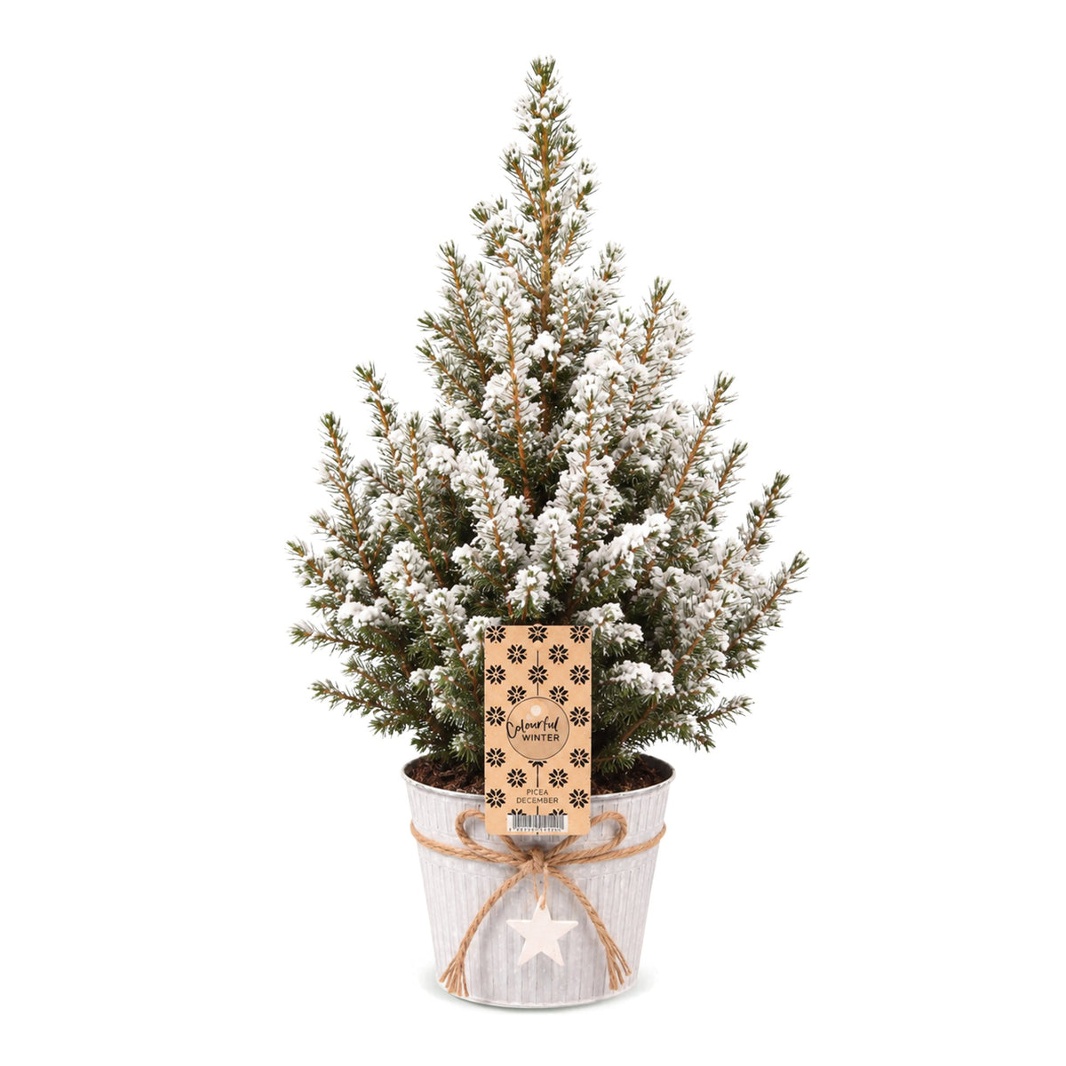 Picea glauca Conica (petit sapin de Noël) en pot en zinc – Ø17 cm, 65 cm de haut – blanc – photo 2