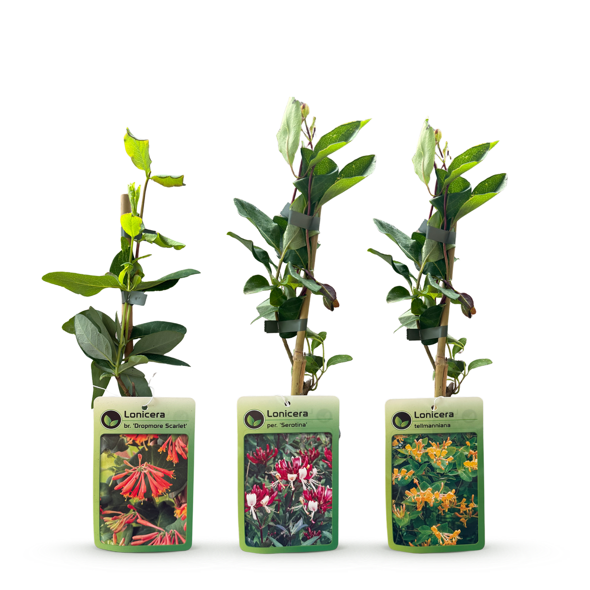 Lonicera 'Tricolour' (three-colored honeysuckle) – red-purple-orange-yellow – 9 plants, Ø9 cm, 35 cm high – photo 3