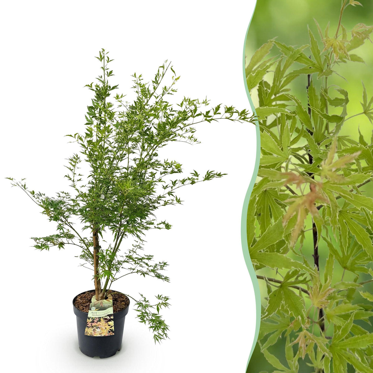 Acer palmatum 'Methamorphosa' (Japanse esdoorn) – oranje – Ø26 cm, 90 cm hoog
