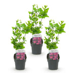 Hibiscus syriacus 'Woodbridge' (Rosenhibiskus) – rosa – 3 Pflanzen, Ø 17 cm, 45 cm hoch