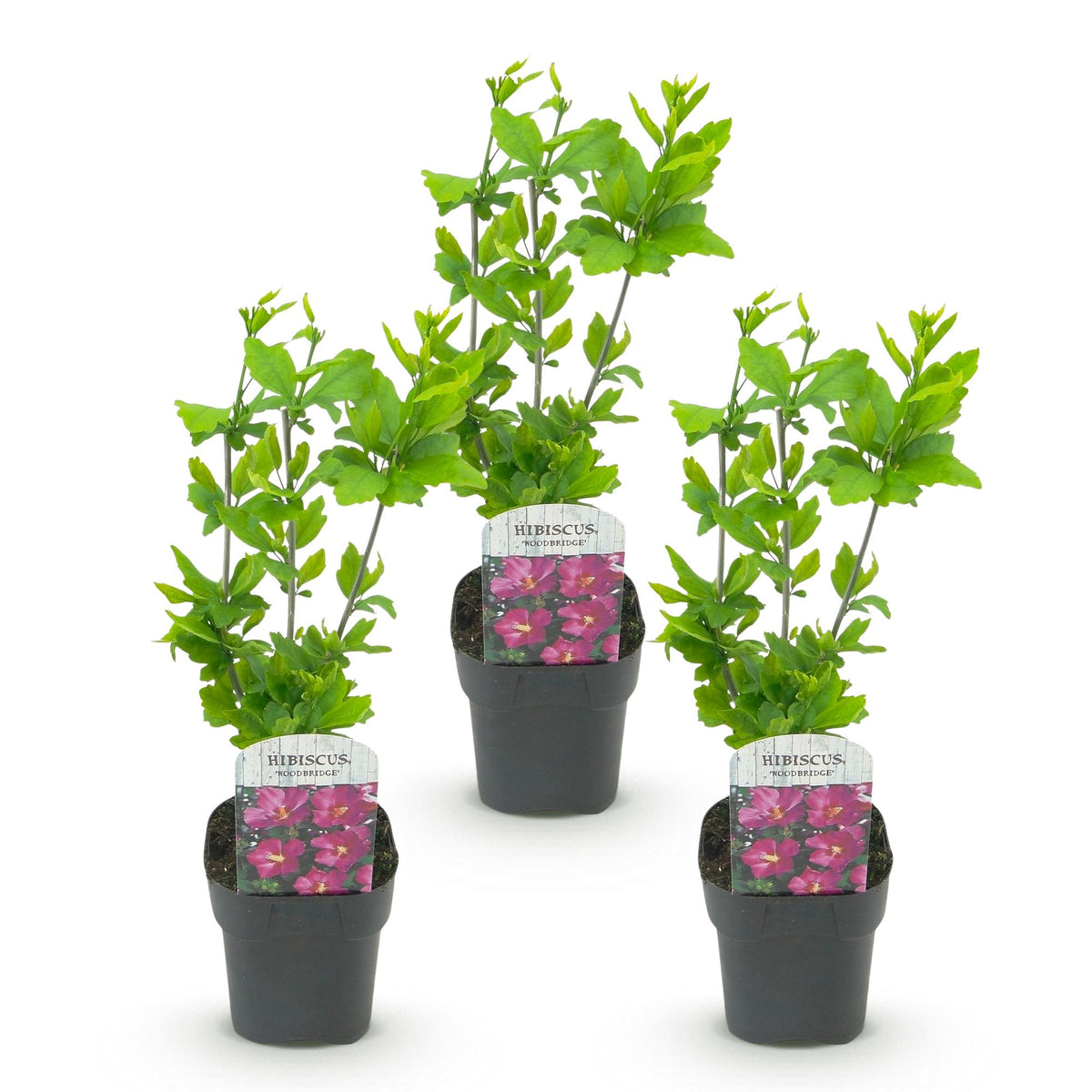 Hibiscus syriacus 'Woodbridge' (tuinhibiscus) – roze – 3 planten, Ø17 cm, 45 cm hoog – bild 2