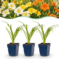 Hemerocallis 'Tricolour' (hémérocallis) – crème-jaune-rouge – 24 plants, Ø11 cm, 15–25 cm de haut