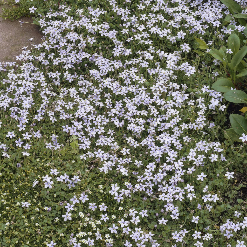 Isotoma fluviatilis (blue carpet) – 6 plants, Ø9 cm, 10–25 cm high – photo 6
