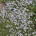 Isotoma fluviatilis (blue carpet) – 6 plants, Ø9 cm, 10–25 cm high