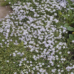 Isotoma fluviatilis (blue carpet) – 6 plants, Ø9 cm, 10–25 cm high