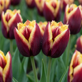 Tulpe 'My Favourite Topping' – 120 Blumenzwiebeln (Zwiebelgröße 11/12)
