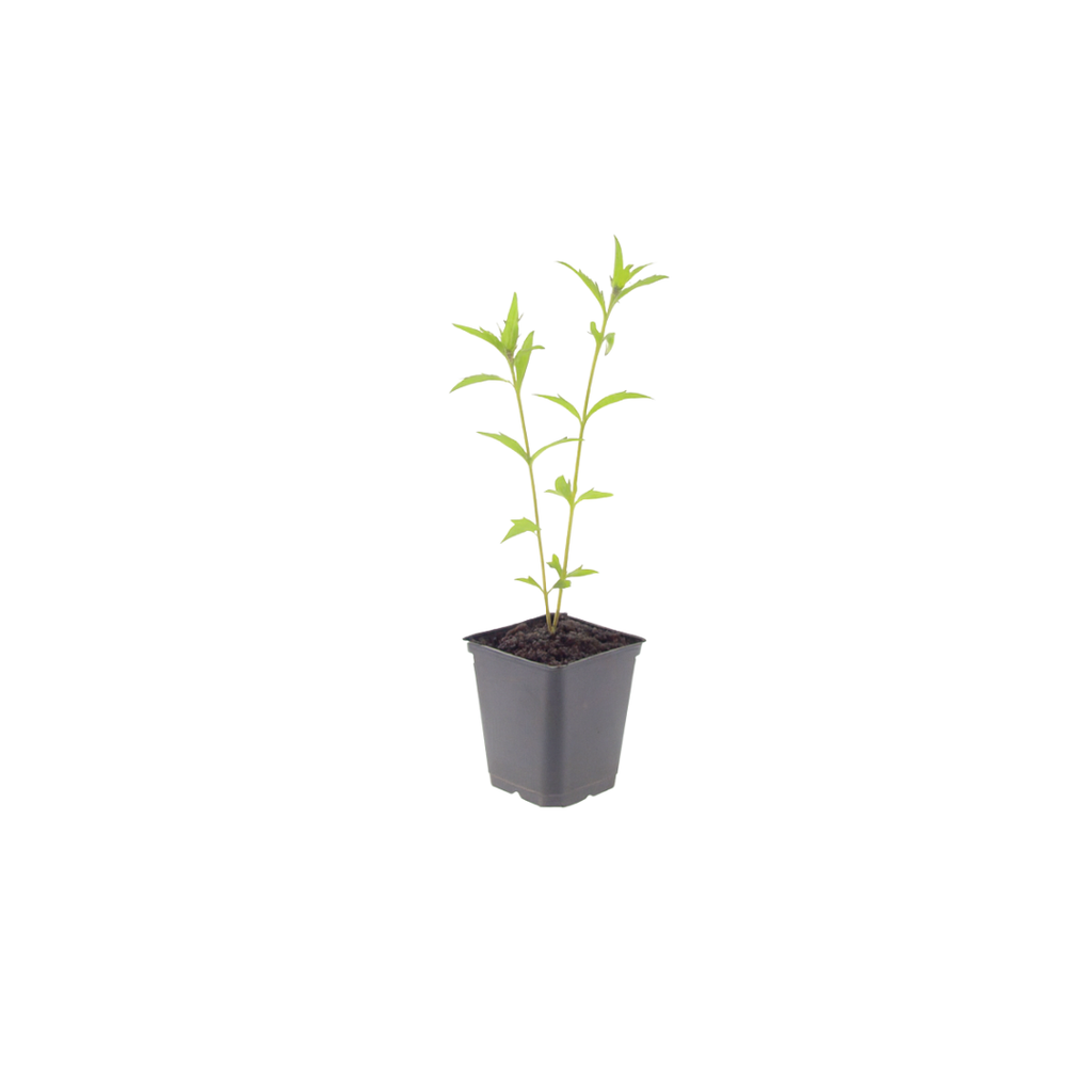 Kalimeris incisa 'Blue Star' (japansk asters) – 6 planter, Ø9 cm, 10–25 cm høje – billede 2