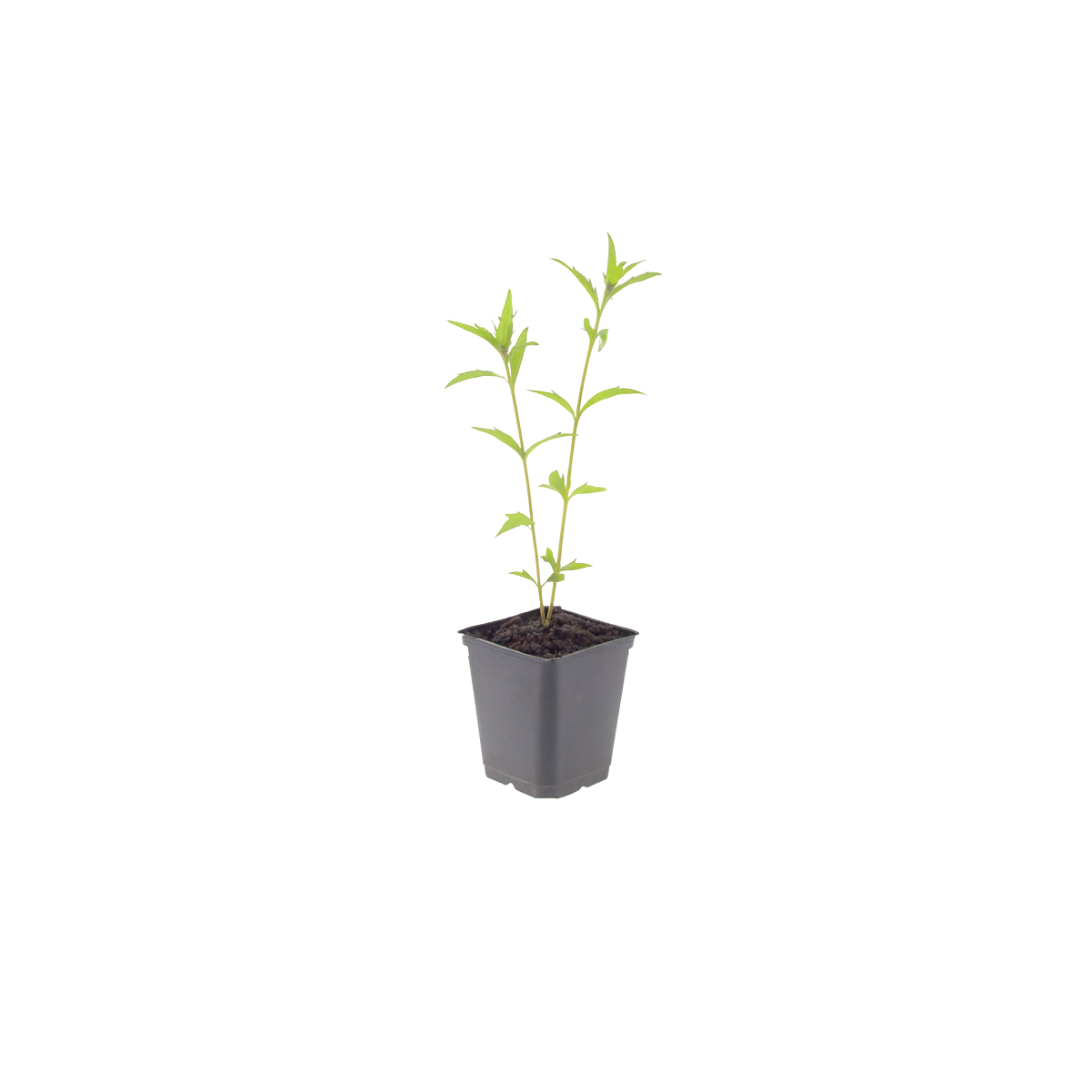 Kalimeris incisa 'Blue Star' (Japanse aster) – 6 planten, Ø9 cm, 10–25 cm hoog