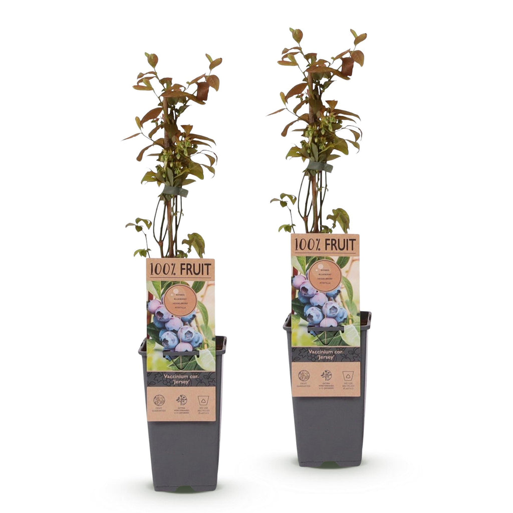 Vaccinium corymbosum 'Jersey' (blueberry) – 2 plants, Ø15 cm, 50 cm high – photo 2