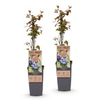 Vaccinium corymbosum 'Jersey' (blueberry) – 2 plants, Ø15 cm, 50 cm high