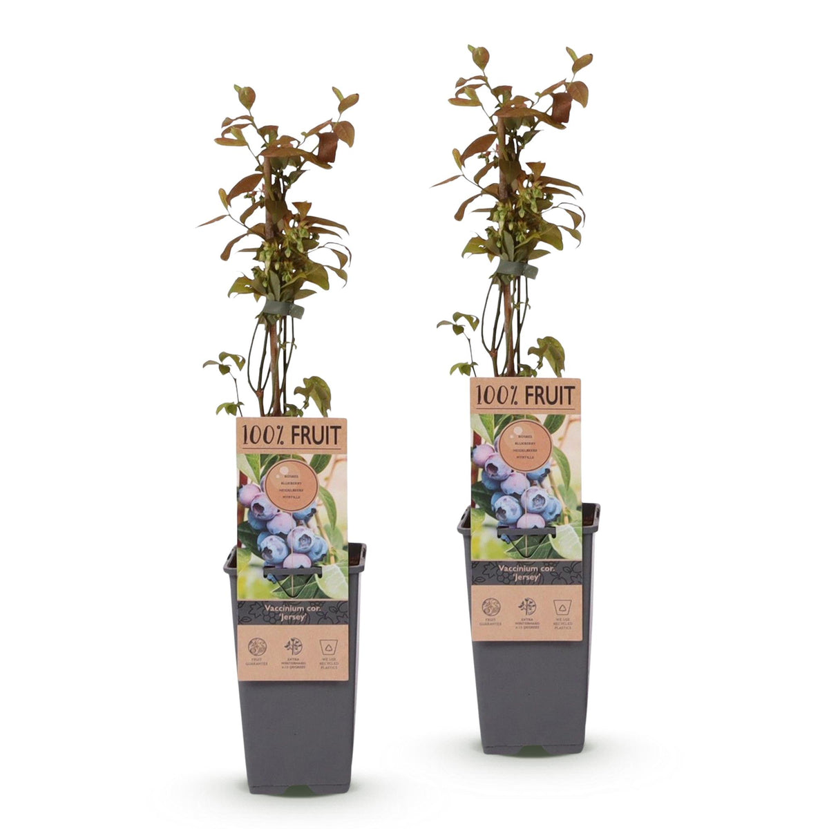 Vaccinium corymbosum 'Jersey' (bosbes) – 2 planten, Ø15 cm, 50 cm hoog – foto 2