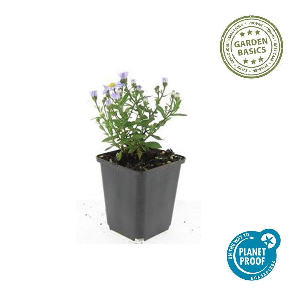 Aster 'Prof. Anton Kippenberg' – 24 planten, Ø9 cm, 10–25 cm hoog