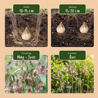 Siciliaanse honingklokje (Allium siculum) – 80 bloembollen (bolmaat 10/12)