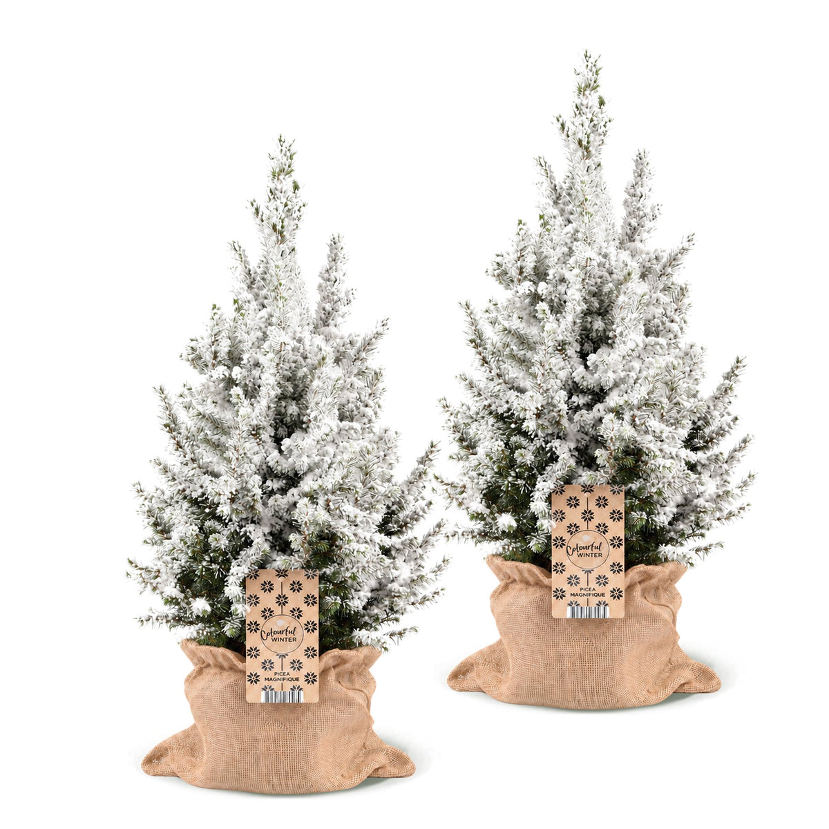2× Picea glauca Conica (sapin de Noël) en sachet de jute – Ø19 cm, 65 cm de haut – blanc