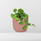 Scindapsus pictus ‘Argyraeus’ i ELHO Vibes Fold 14 cm pink – 20 cm høj