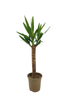 Yucca elephantipes – Ø17 cm, 60–80 cm de haut