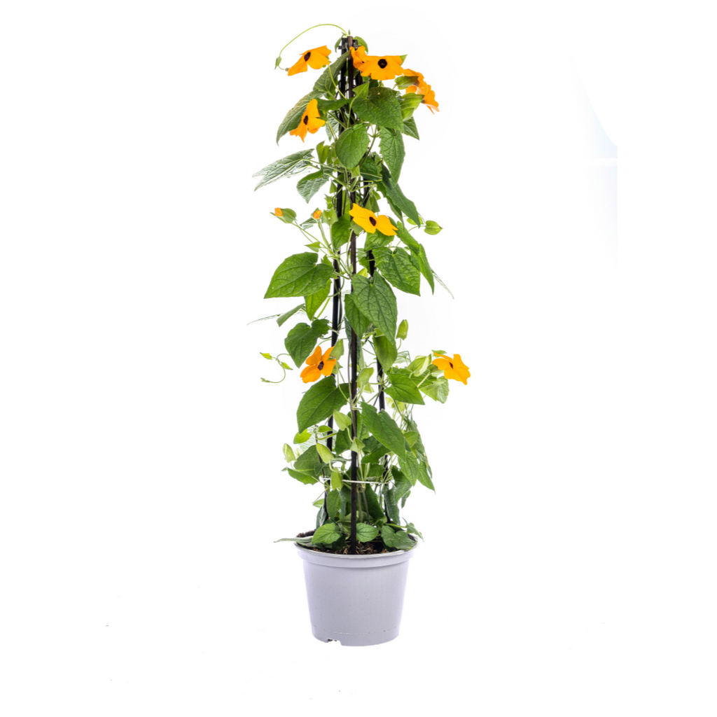 Thunbergia alata 'Sunny Susy New Orange' (black-eyed Susan) – 4 plants, Ø13 cm, 60 cm high – photo 2