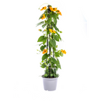 Thunbergia alata 'Sunny Susy New Orange' (black-eyed Susan) – 4 plants, Ø13 cm, 60 cm high