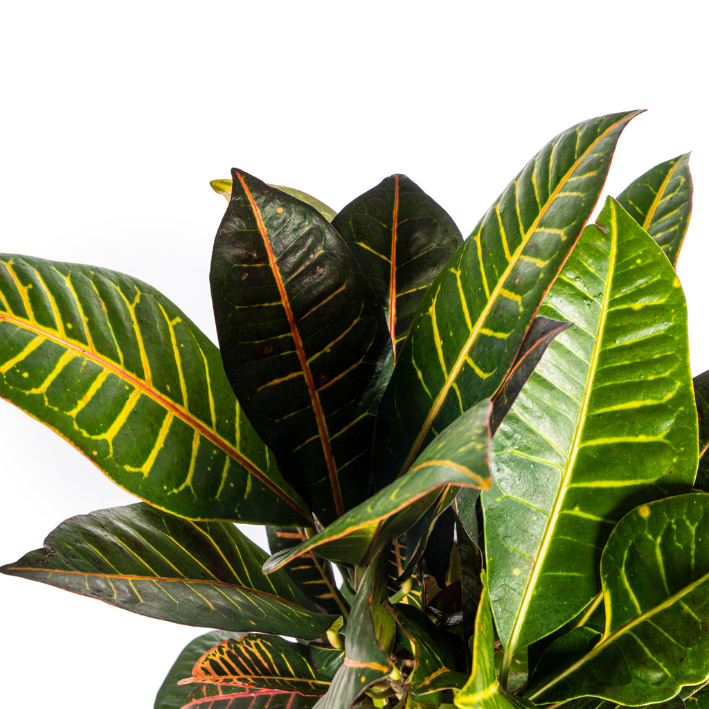 Codiaeum 'Croton' Petra met mand – Ø21 cm, 60–80 cm hoog