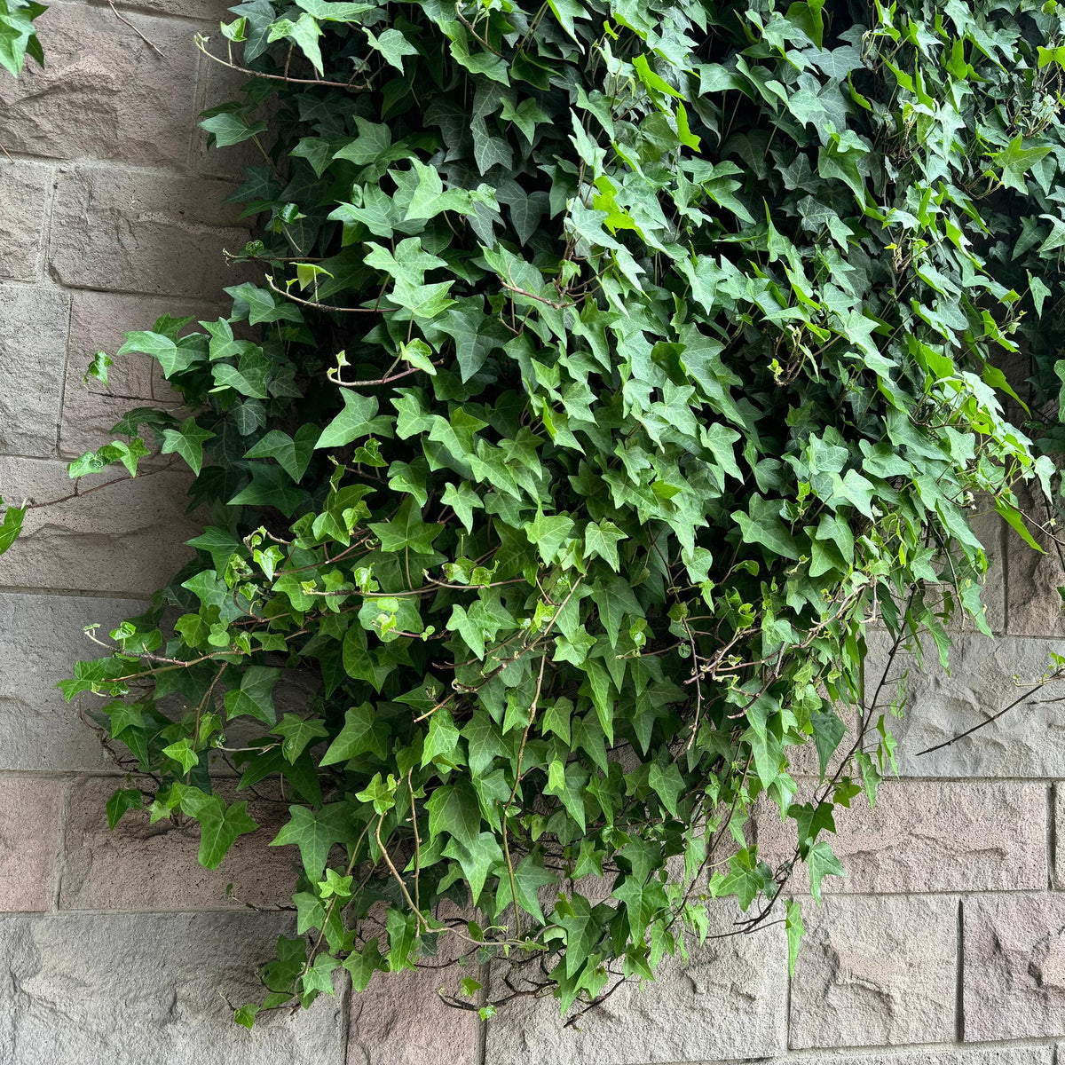 Hedera helix (klimop) – 2 planten, Ø11 cm, 40 cm hoog – foto 5