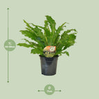 Asplenium Campio (nidi-d’oiseau) – Ø17 cm, 50 cm de haut