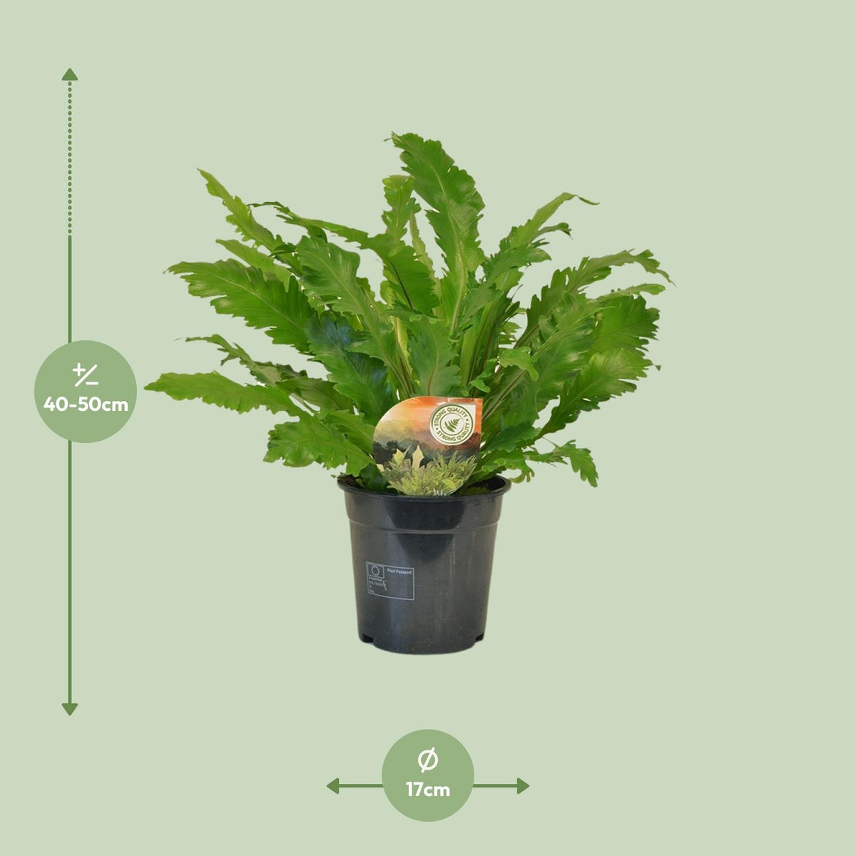 Asplenium Campio (vogelnestvaren) – Ø17 cm, 50 cm hoog
