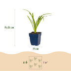 Hemerocallis 'Arctic Snow' (Taglilie) – Creme – 24 Pflanzen, Ø 11 cm, 15–25 cm hoch