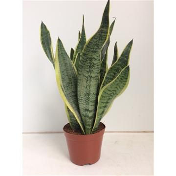 Sansevière Futura Superba (langue de belle-mère) – Ø 14 cm, 40 cm de haut